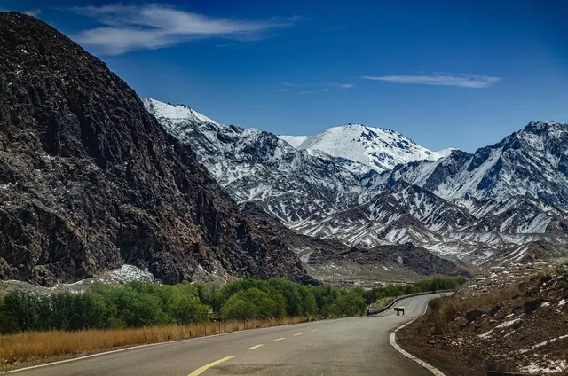 highway, mine land, wild, road, snow mountain, cow, across, nature, landscape, drive, spring, bushes, grass, western, country