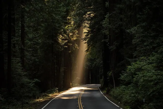 conifers, sunlight, road, avenue, street, trees, woods, woodlands, daylight, evergreen, forest, highway, landscape, light, nature, outdoors, paved road, scenery, scenic, sequoia, t