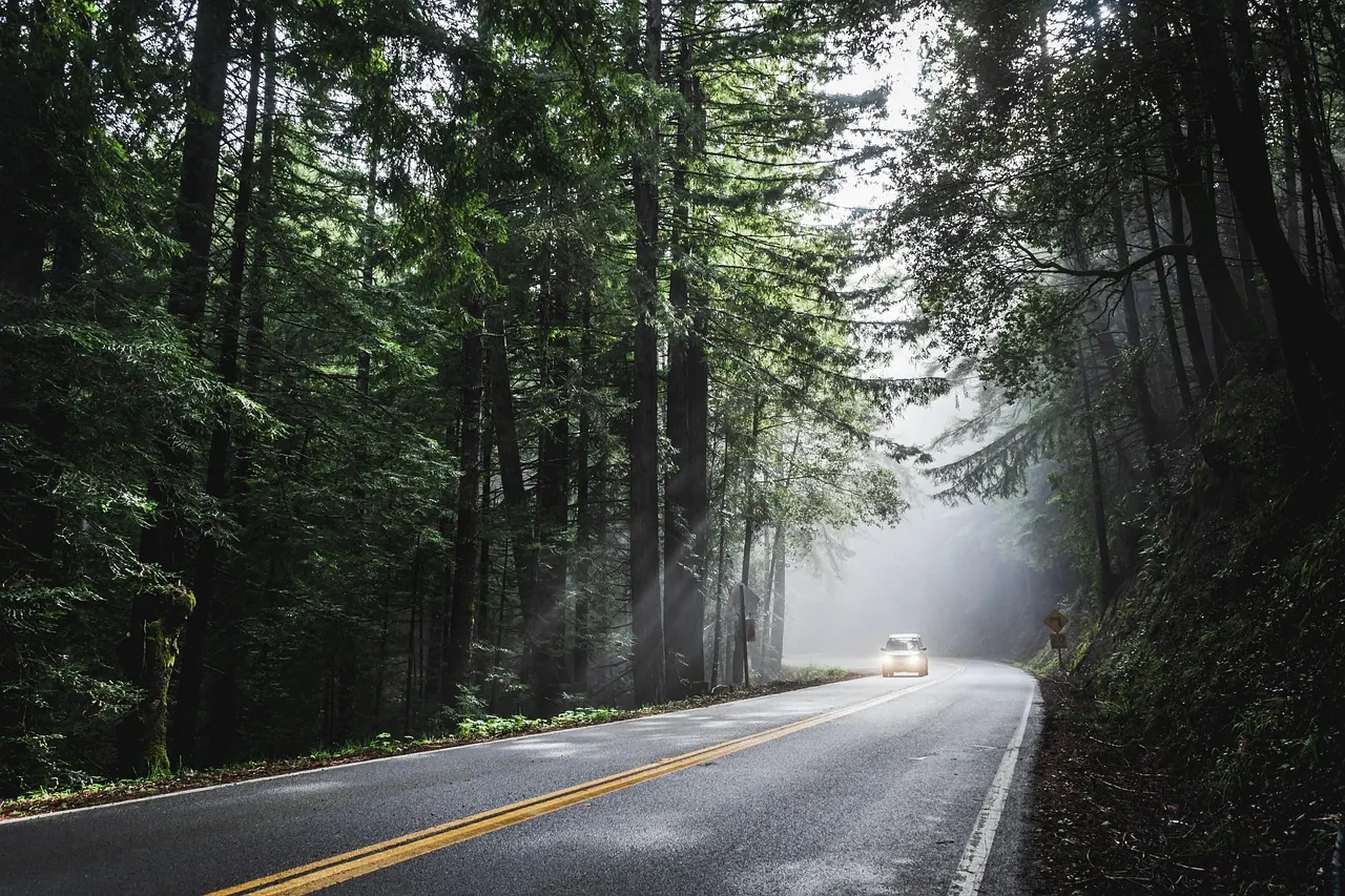 car, sunlight, forest, road, street, avenue, trees, woods, woodlands, drive, road trip, car wallpapers, vehicle, transportation, nature, travel, rural, scenic, transport, way, trip