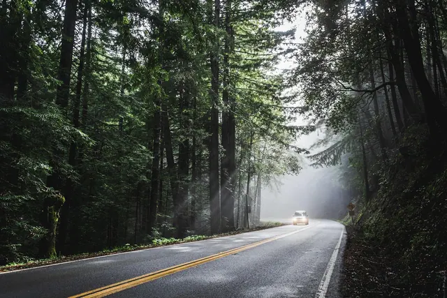 car, sunlight, forest, road, street, avenue, trees, woods, woodlands, drive, road trip, car wallpapers, vehicle, transportation, nature, travel, rural, scenic, transport, way, trip